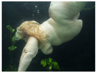 Nude - Arising From The Ground - Nude, Water and Green Leaves